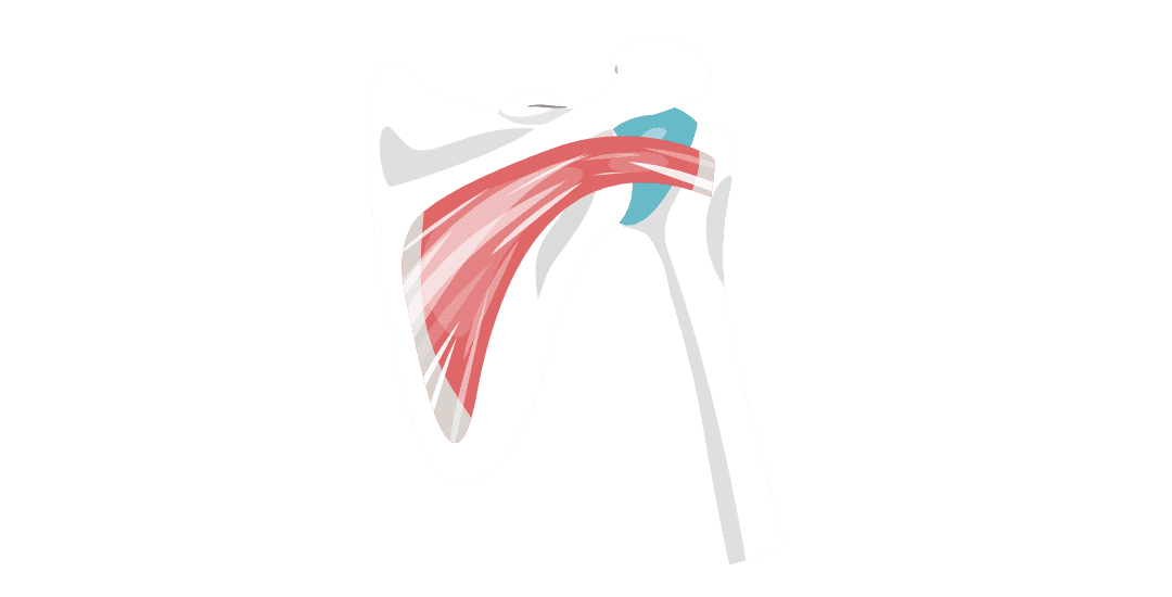 Плечовий суглоб