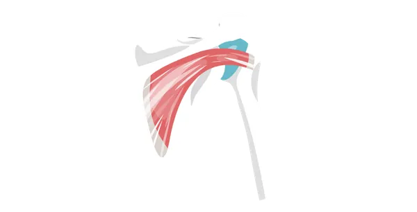 Плечовий суглоб