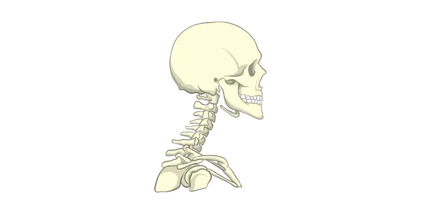 Шийний відділ