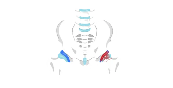 Кульшовий суглоб